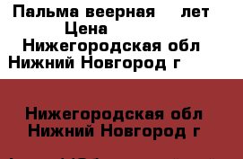 Пальма веерная 11 лет › Цена ­ 1 500 - Нижегородская обл., Нижний Новгород г.  »    . Нижегородская обл.,Нижний Новгород г.